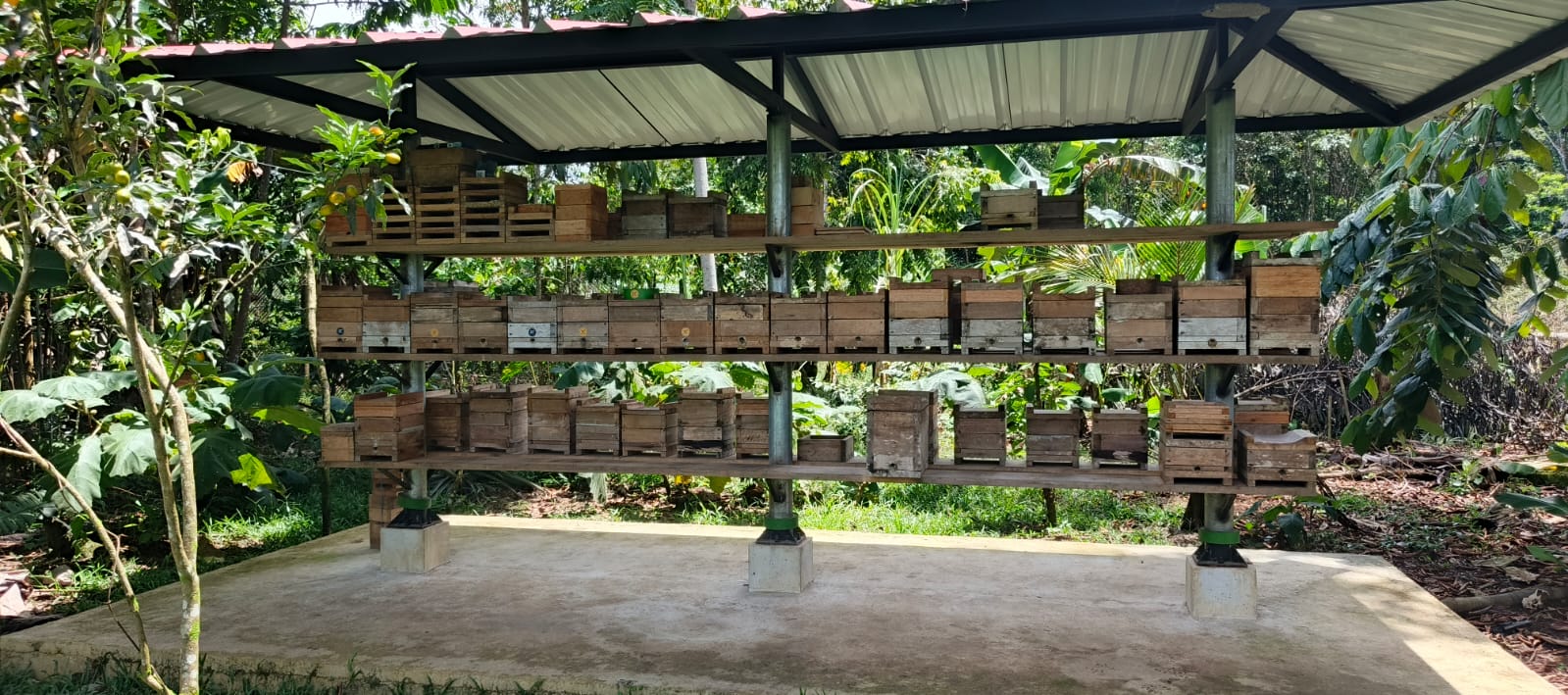 Meliponario en la selva